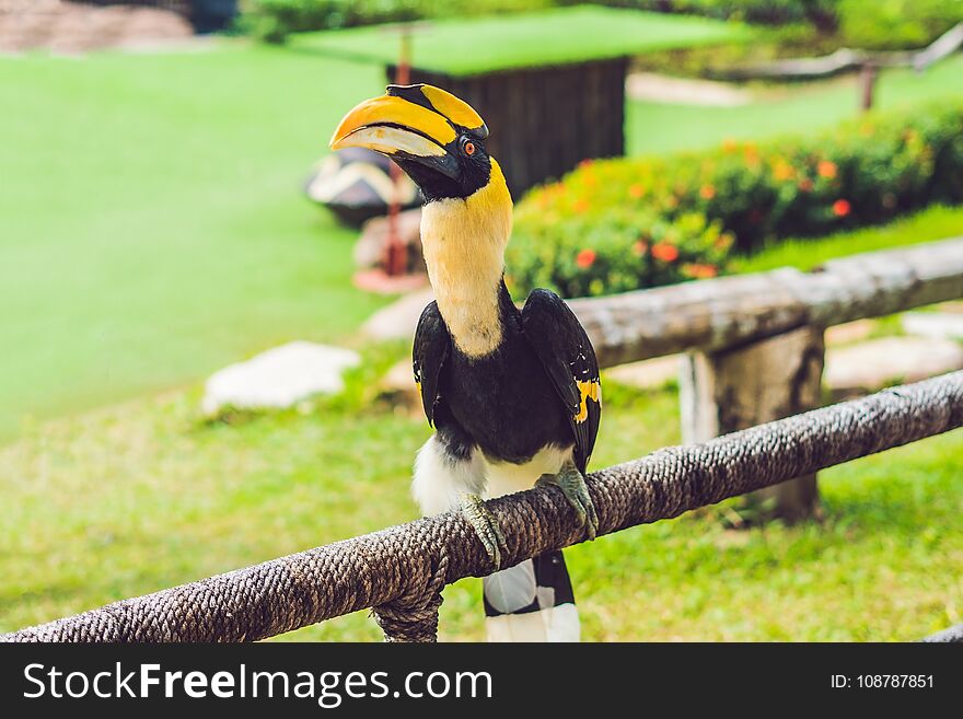 Wildlife and rainforest exotic tropical birds in a bird park.