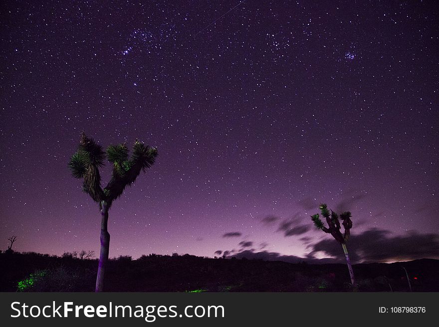 Two Trees Under Purple Sky