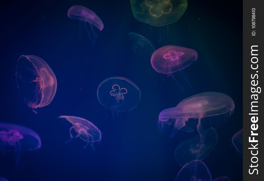 Jellyfish Digital Wallpaper