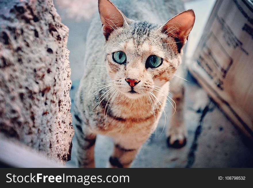 Selective Focus Photography of Brown Tabby Cat