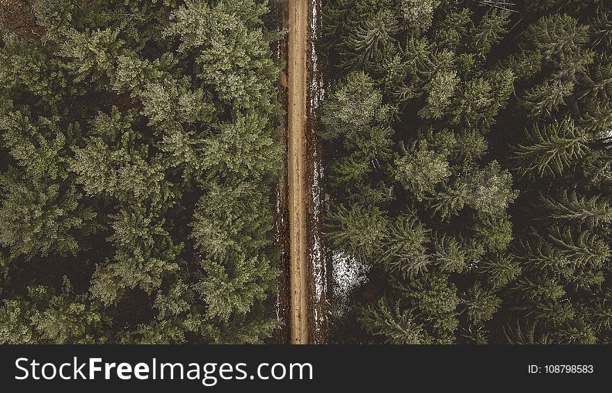 Aerial Shot of Road Between Pine Trees