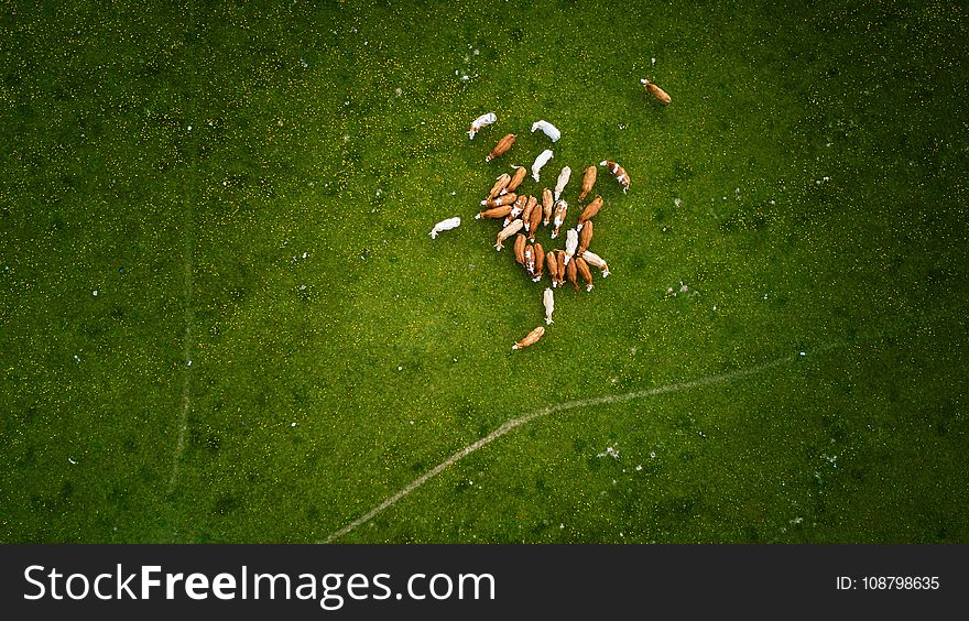 Herd Of Brown And White Cows On Green Grass Field