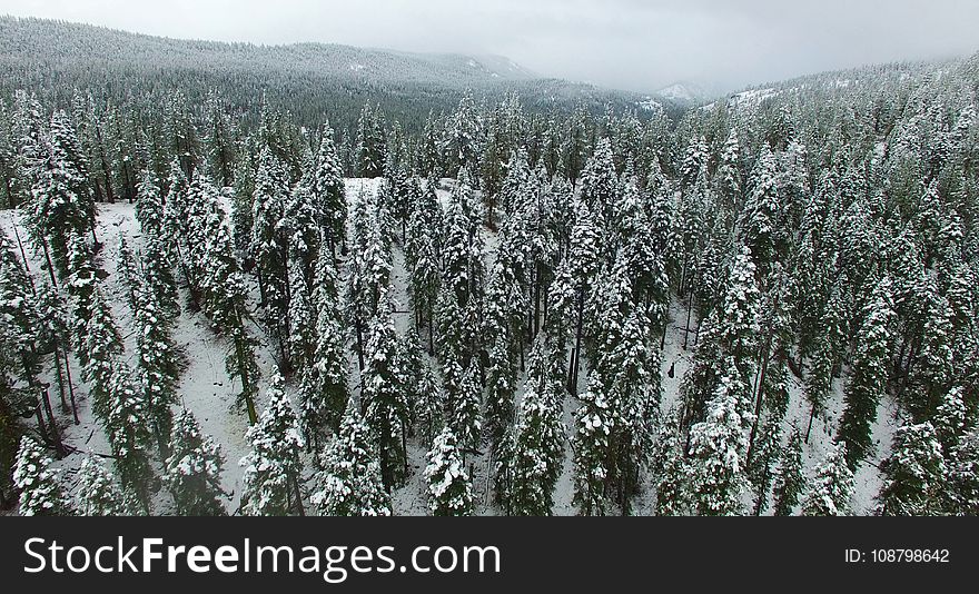 Aerial Photography of Forest during Winter