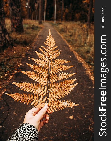 Photography Of Person Holding Dry Fern Leaves