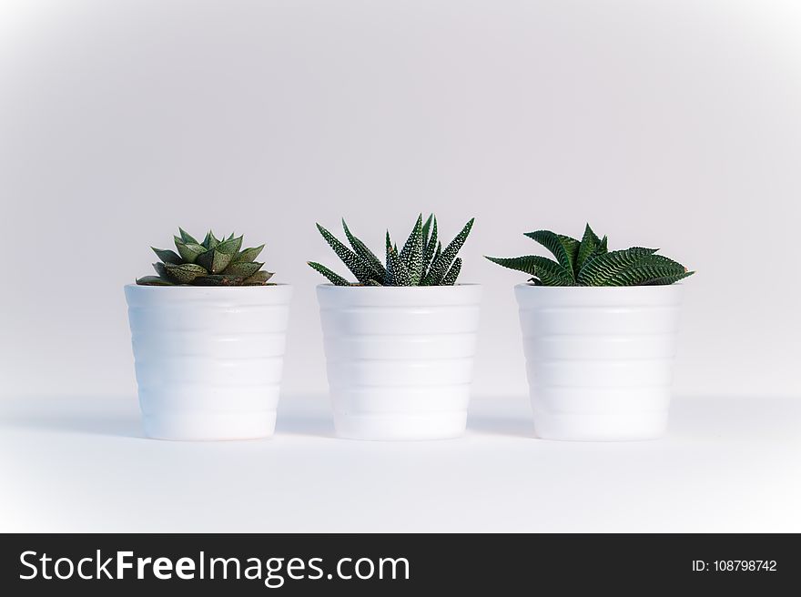 Three Green Assorted Plants in White Ceramic Pots