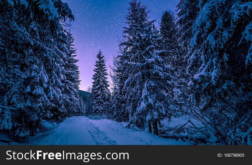 Photography of Trees Covered With Snow