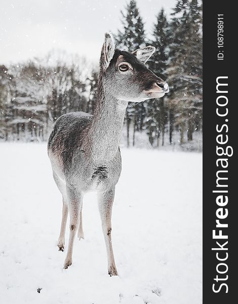 Photo of Deer in the Snow