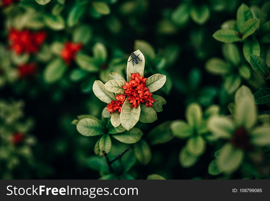 Red Ixora Flowers Closeup Photo