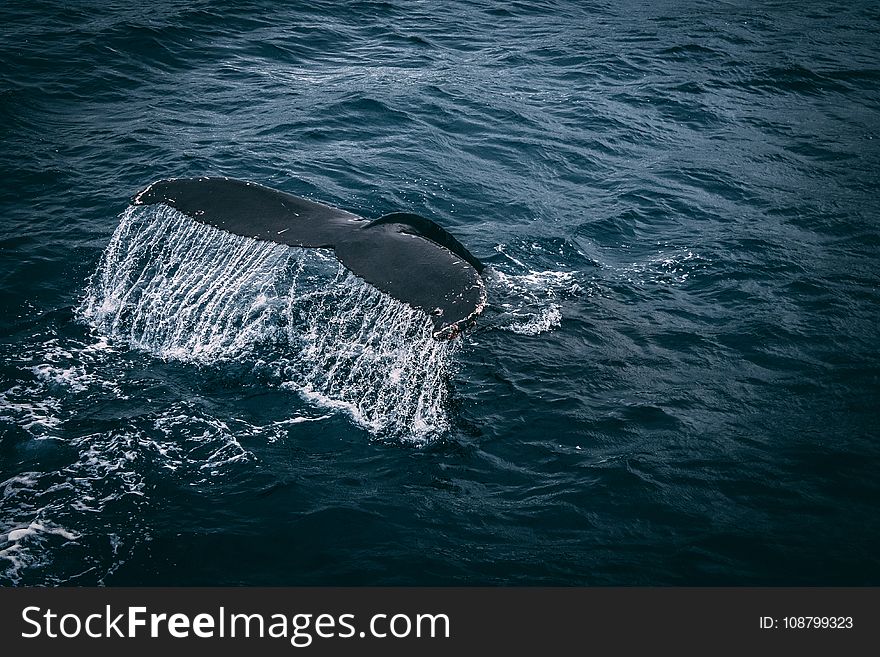 Photography Of Whale Tail On Water Surface