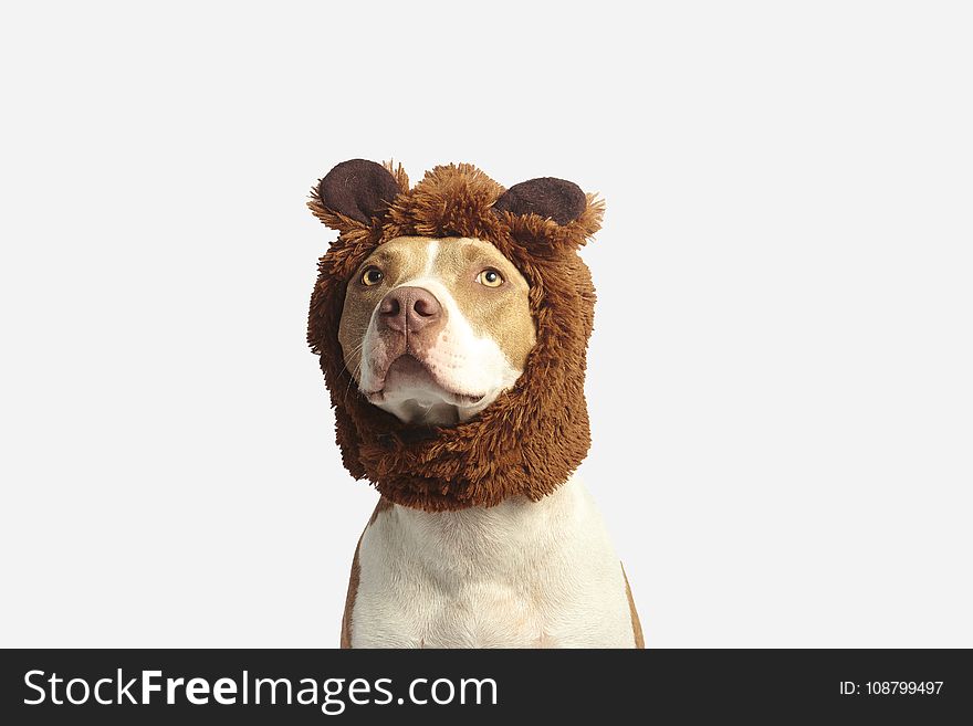 Brown and White American Pit Bull Terrier With Brown Costume