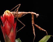 Praying Mantis Royalty Free Stock Photos Praying Mantis Royalty Free Stock Photos