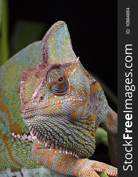 Chameleon Portrait