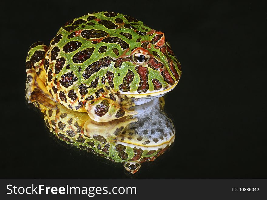 Frog Portrait