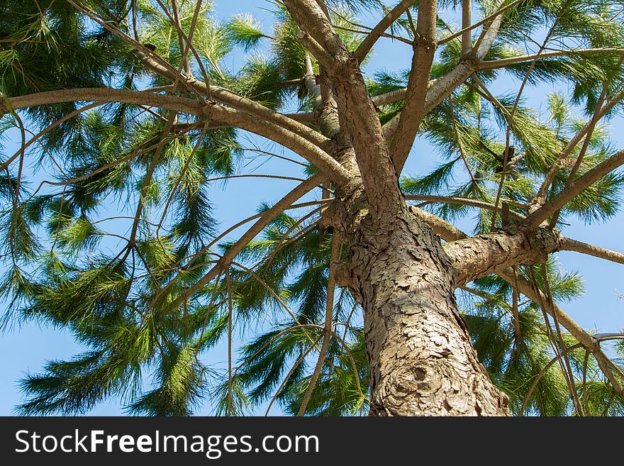 Natural background of pine tree on sky background