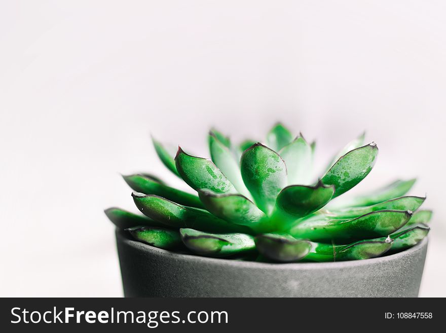 Closeup Photography of Green Succulent Plant in Gray Pot