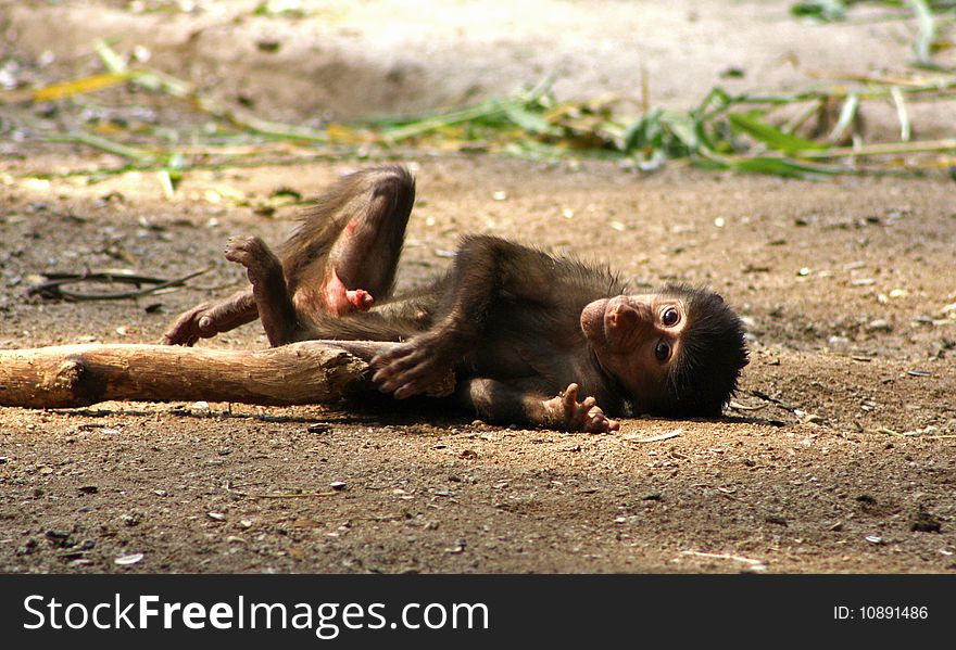 Young Baboon playing on the ground. Young Baboon playing on the ground.