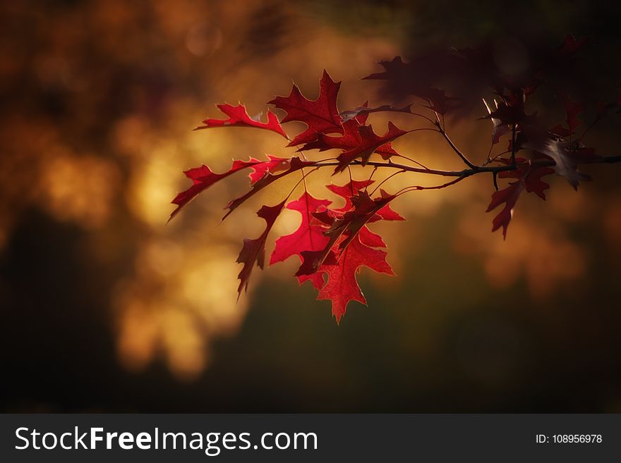 Red, Leaf, Nature, Maple Leaf