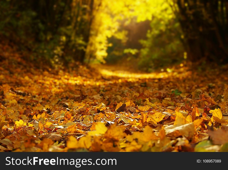 Nature, Yellow, Leaf, Autumn