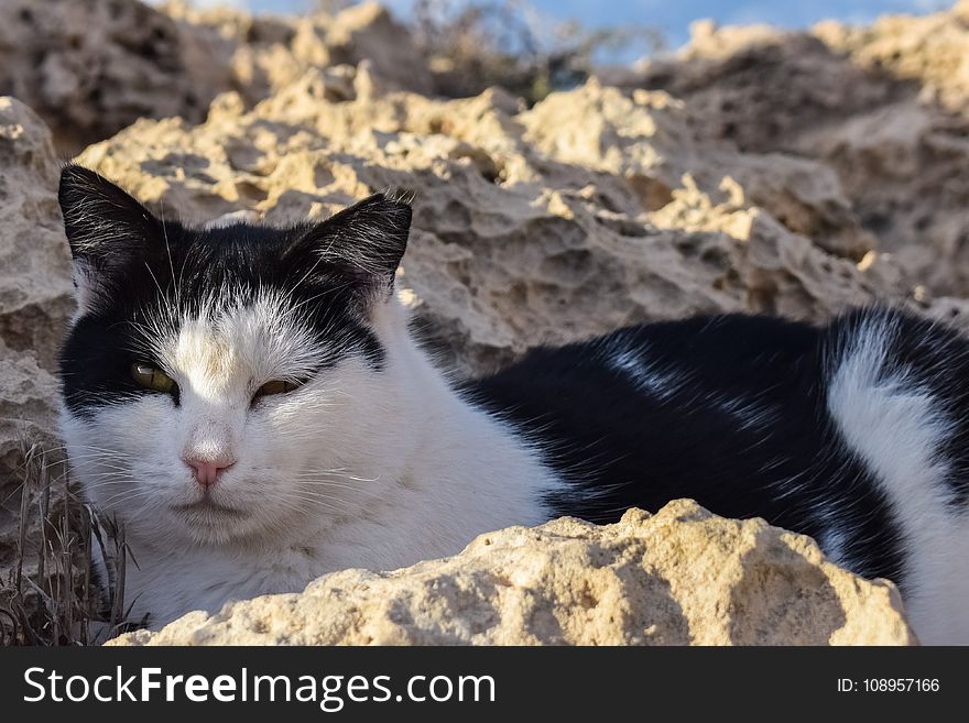 Cat, Small To Medium Sized Cats, Fauna, Whiskers