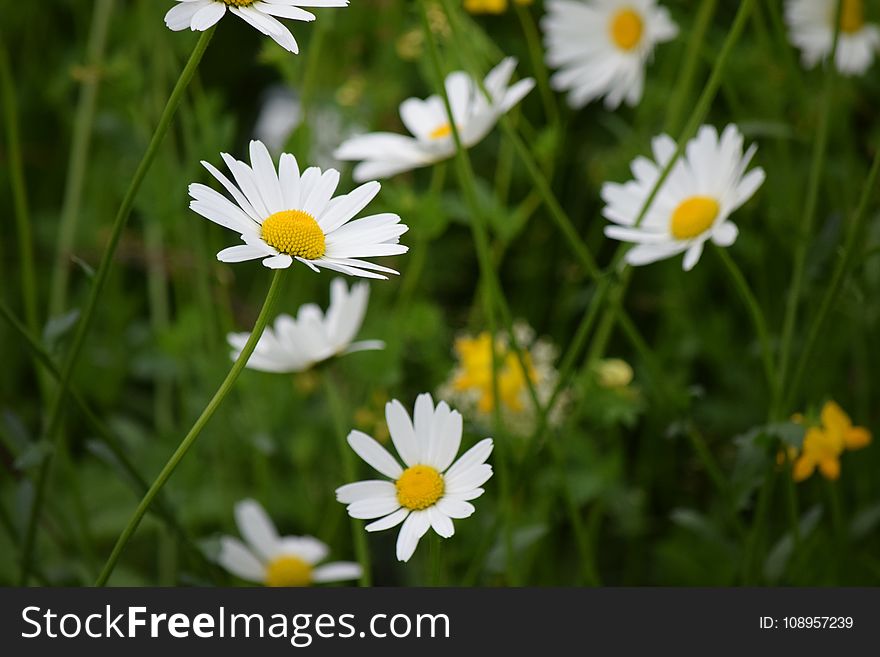 Flower, Oxeye Daisy, Meadow, Flora