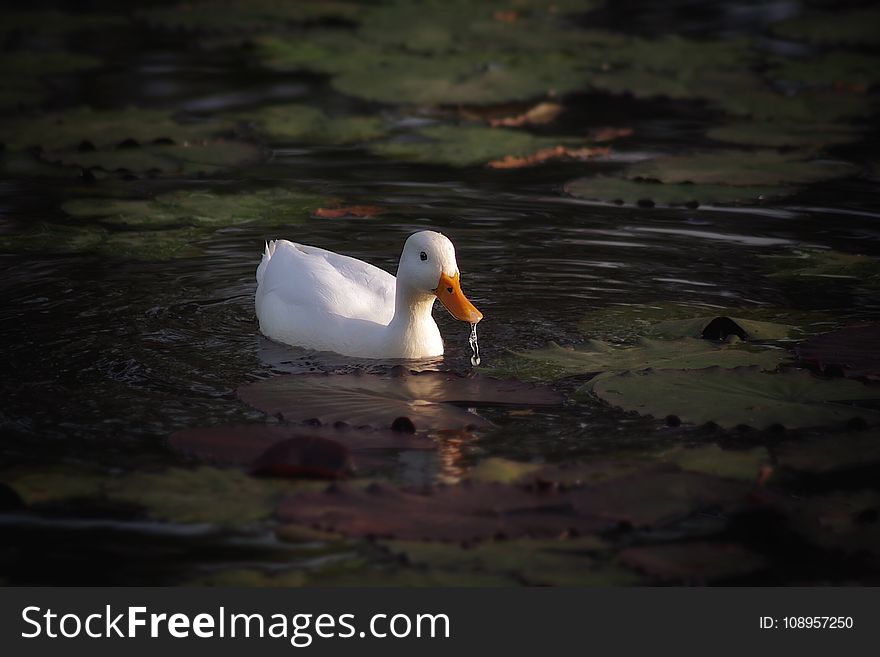 Bird, Water Bird, Duck, Beak