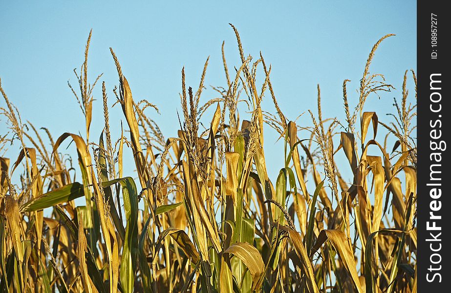 Field, Food Grain, Crop, Sky