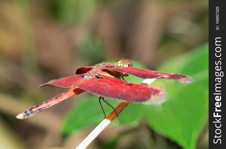 Insect, Dragonfly, Dragonflies And Damseflies, Macro Photography