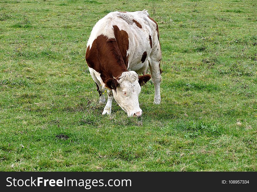 Cattle Like Mammal, Pasture, Grazing, Grassland