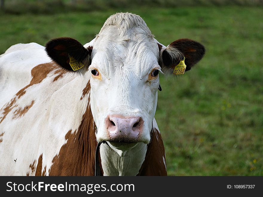 Cattle Like Mammal, Dairy Cow, Fauna, Horn