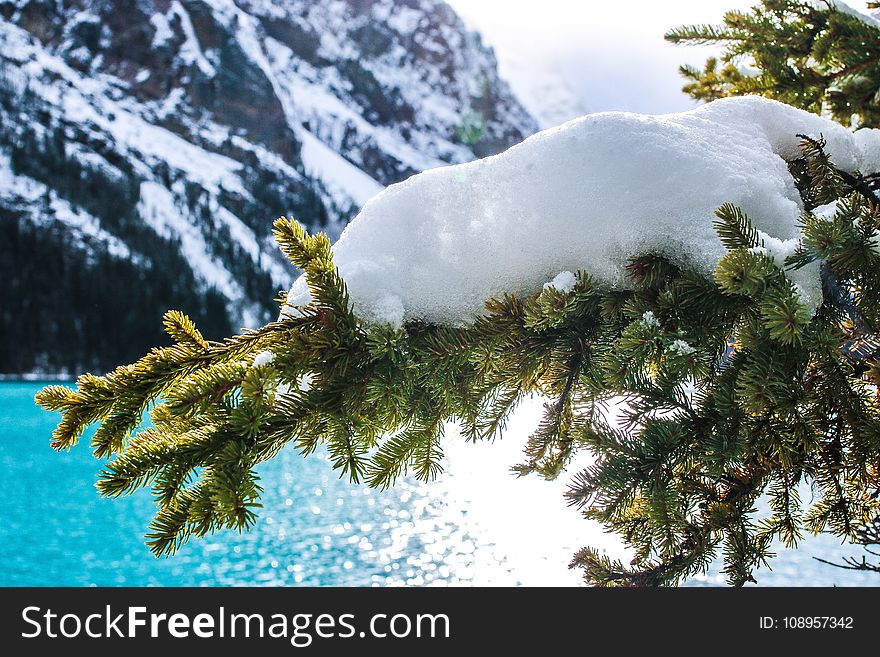 Snow, Winter, Tree, Pine Family