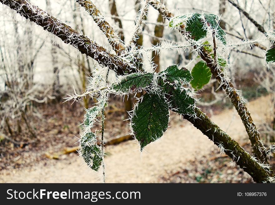 Leaf, Plant, Vegetation, Flora