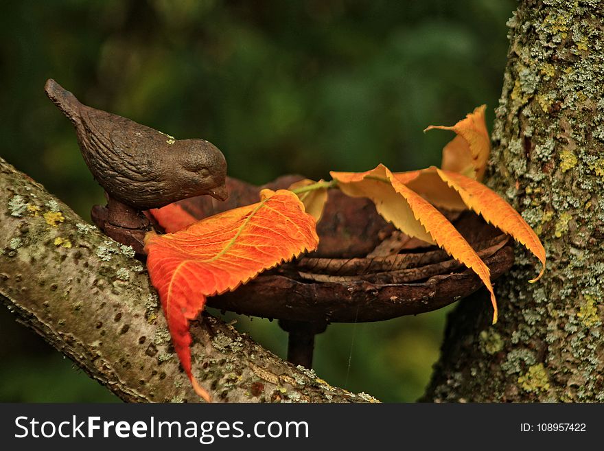 Leaf, Fauna, Bird, Beak