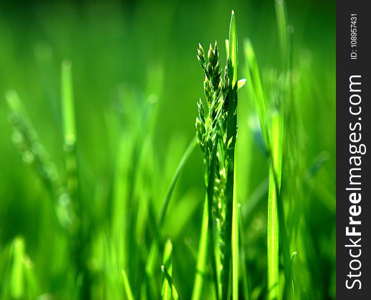 Grass, Water, Grass Family, Field