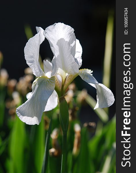 Flower, White, Plant, Flora