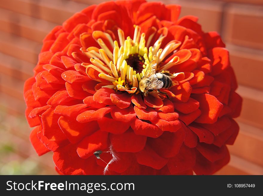 Flower, Orange, Petal, Gerbera