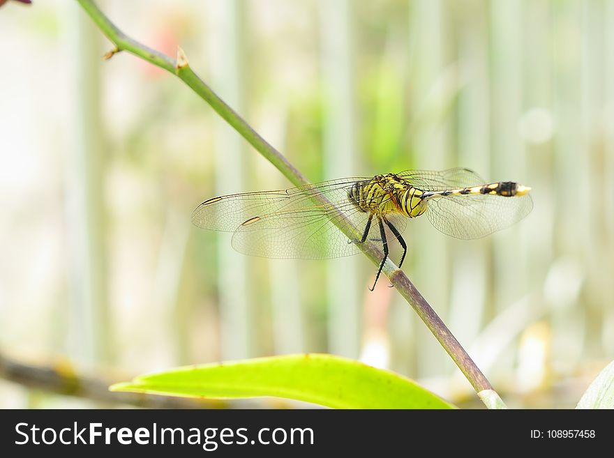 Dragonfly, Insect, Dragonflies And Damseflies, Invertebrate