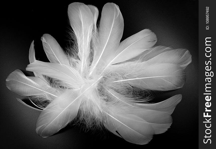 White, Black And White, Monochrome Photography, Feather
