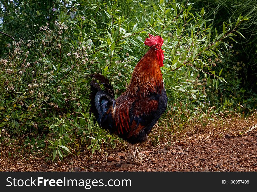 Chicken, Rooster, Galliformes, Bird