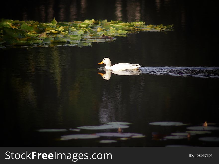 Reflection, Bird, Water Bird, Duck