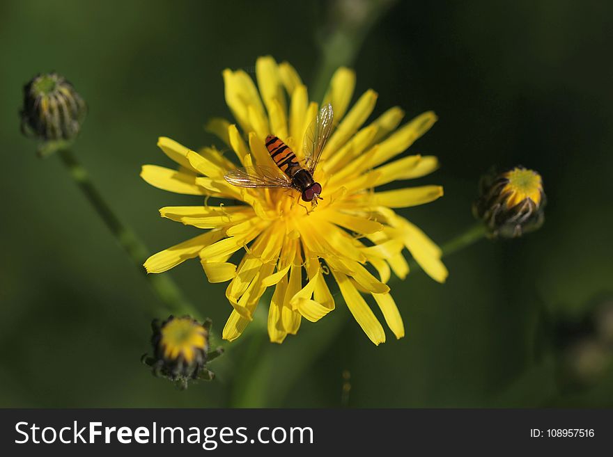 Flower, Honey Bee, Bee, Nectar