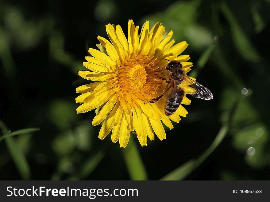 Flower, Honey Bee, Yellow, Bee