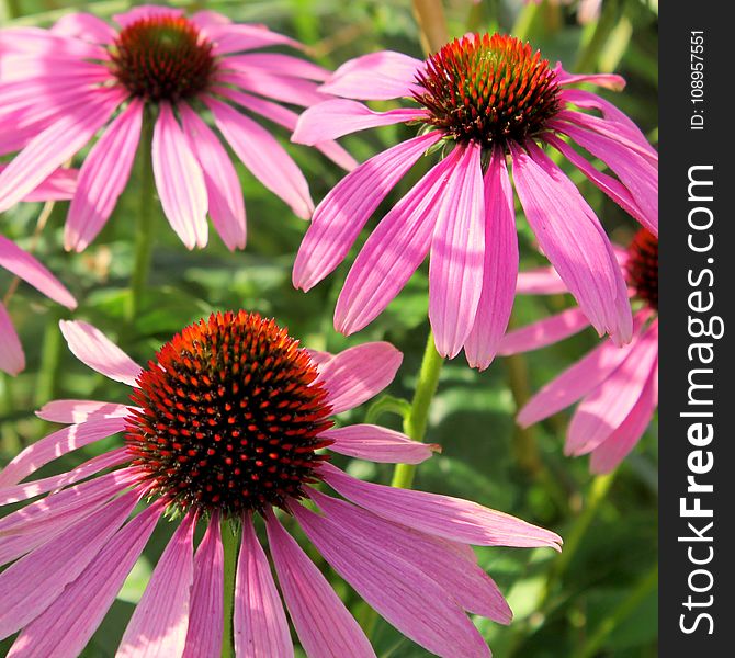 Flower, Coneflower, Plant, Flowering Plant