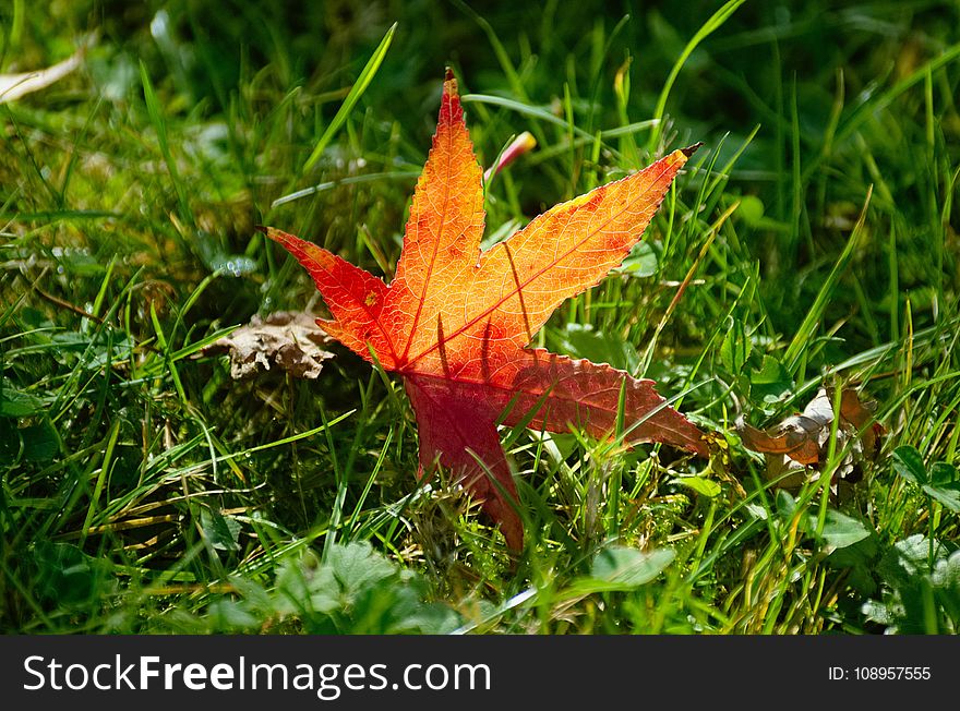 Leaf, Maple Leaf, Autumn, Grass