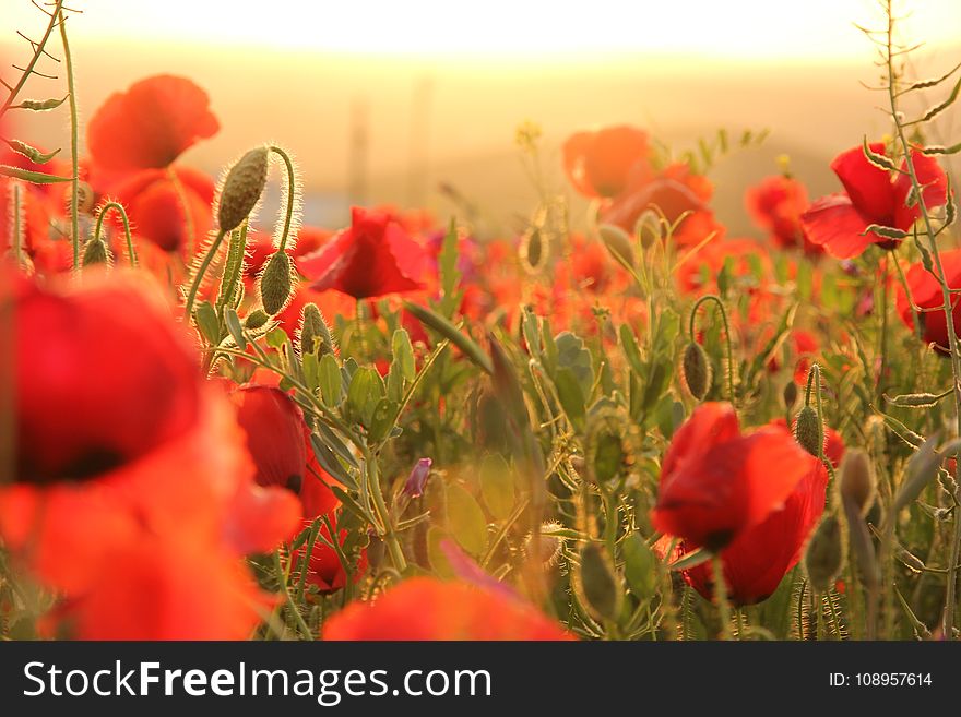 Flower, Red, Wildflower, Field