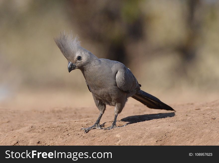 Bird, Fauna, Beak, Feather