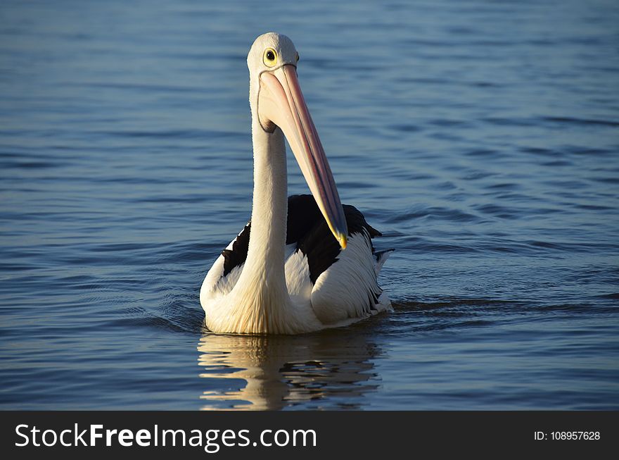 Pelican, Bird, Seabird, Beak
