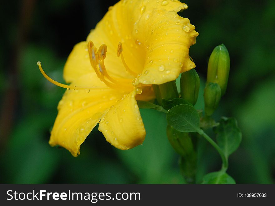 Yellow, Flower, Large Flowered Evening Primrose, Hypericum