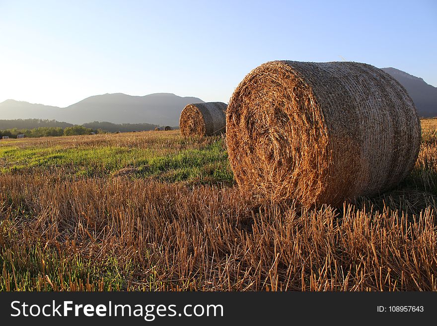 Hay, Field, Agriculture, Straw