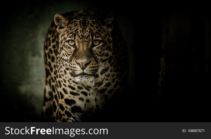 Leopard, Jaguar, Mammal, Wildlife