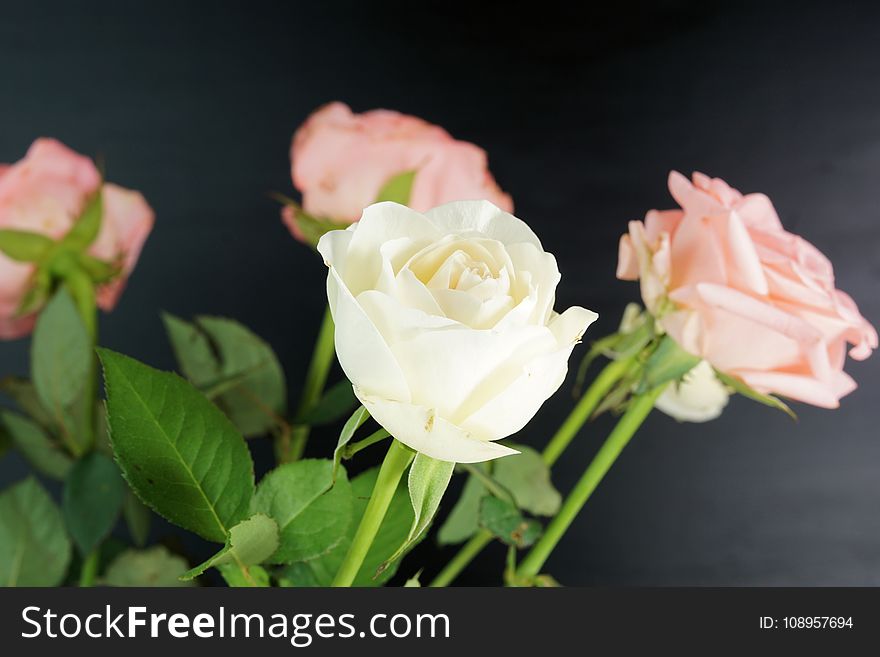 Flower, Rose, Rose Family, Flowering Plant